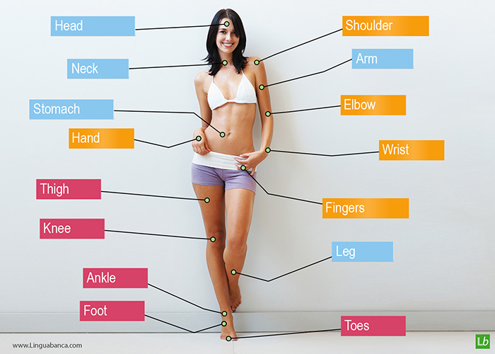 English vocabulary for the human body